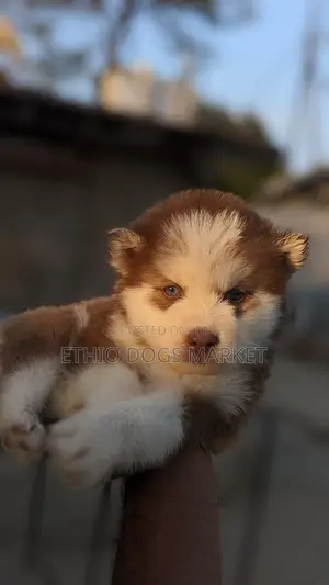 1-3 months Male Purebred Siberian Husky