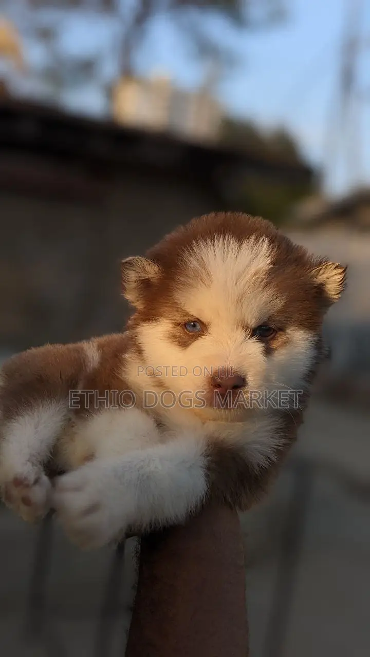 1-3 months Male Purebred Siberian Husky