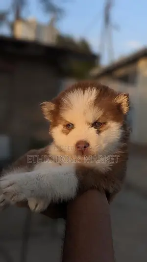 1-3 months Male Purebred Siberian Husky