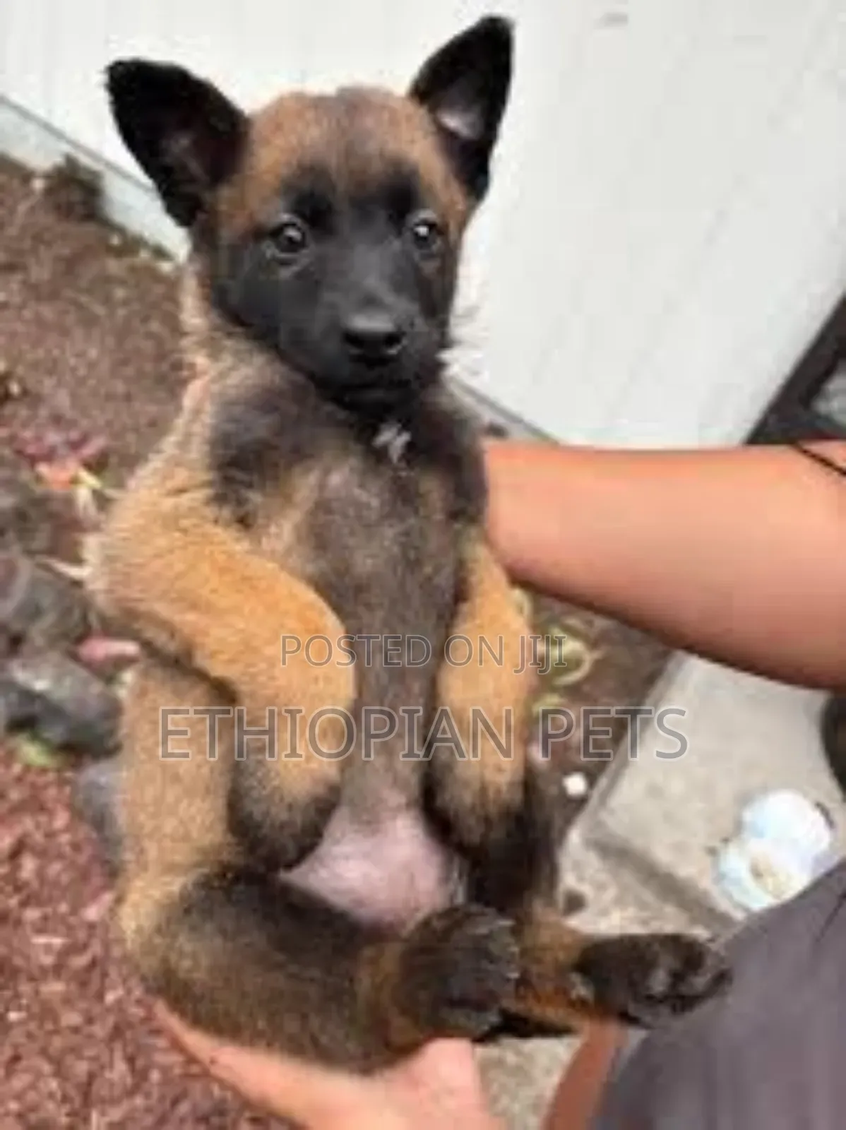 1-3 months Male Purebred Belgian Malinois