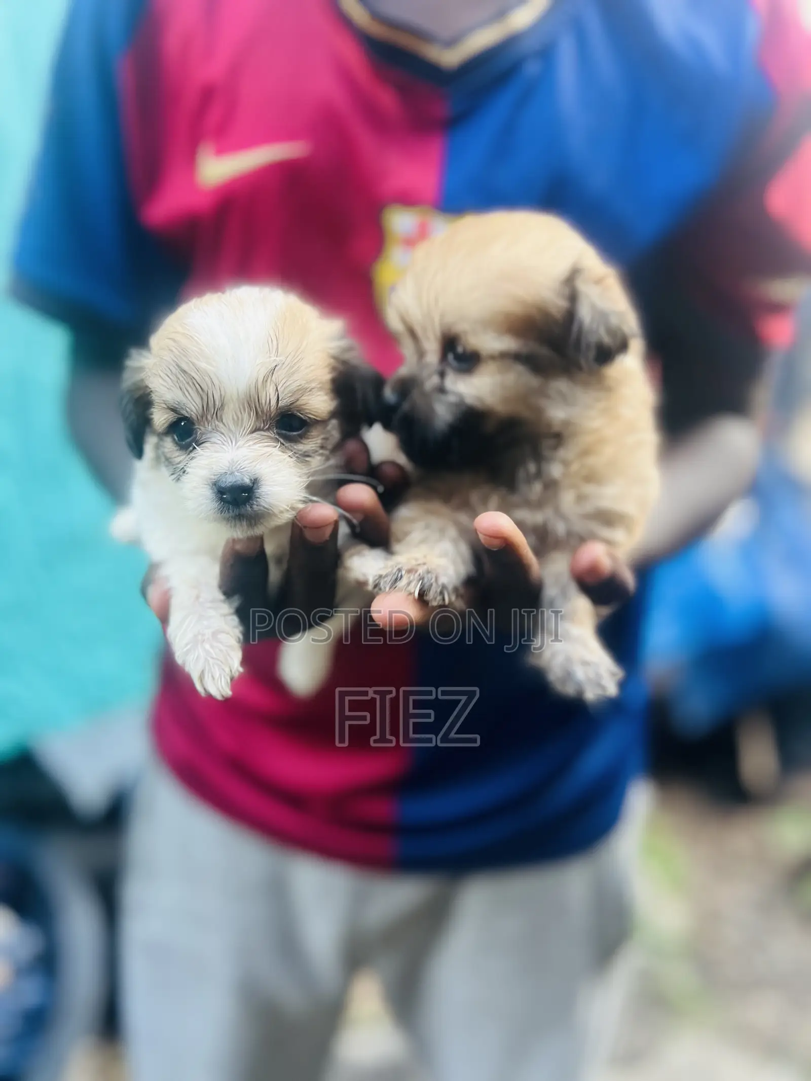 0-1 month Female Purebred Maltese