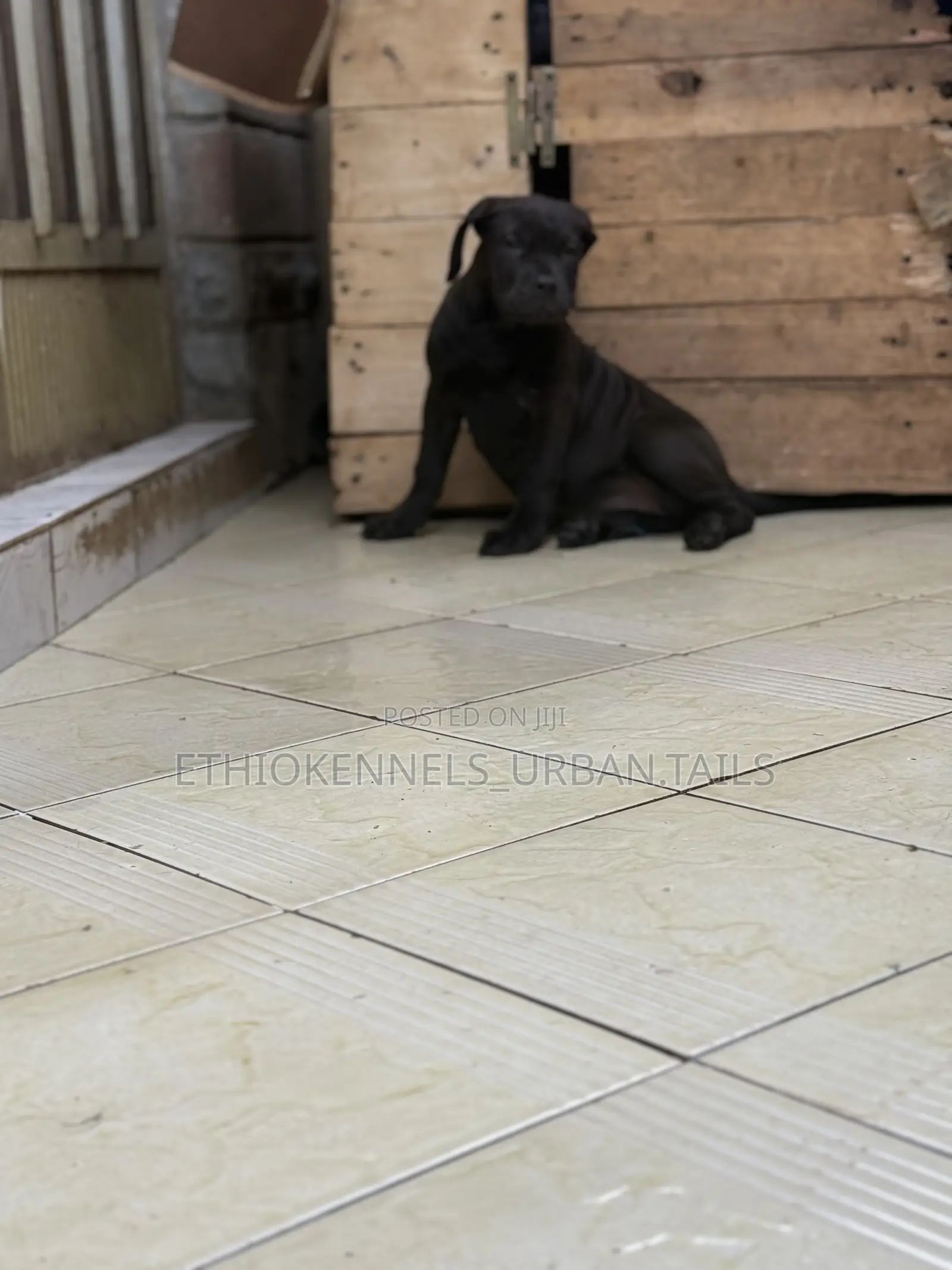 1-3 months Female Purebred Boerboel