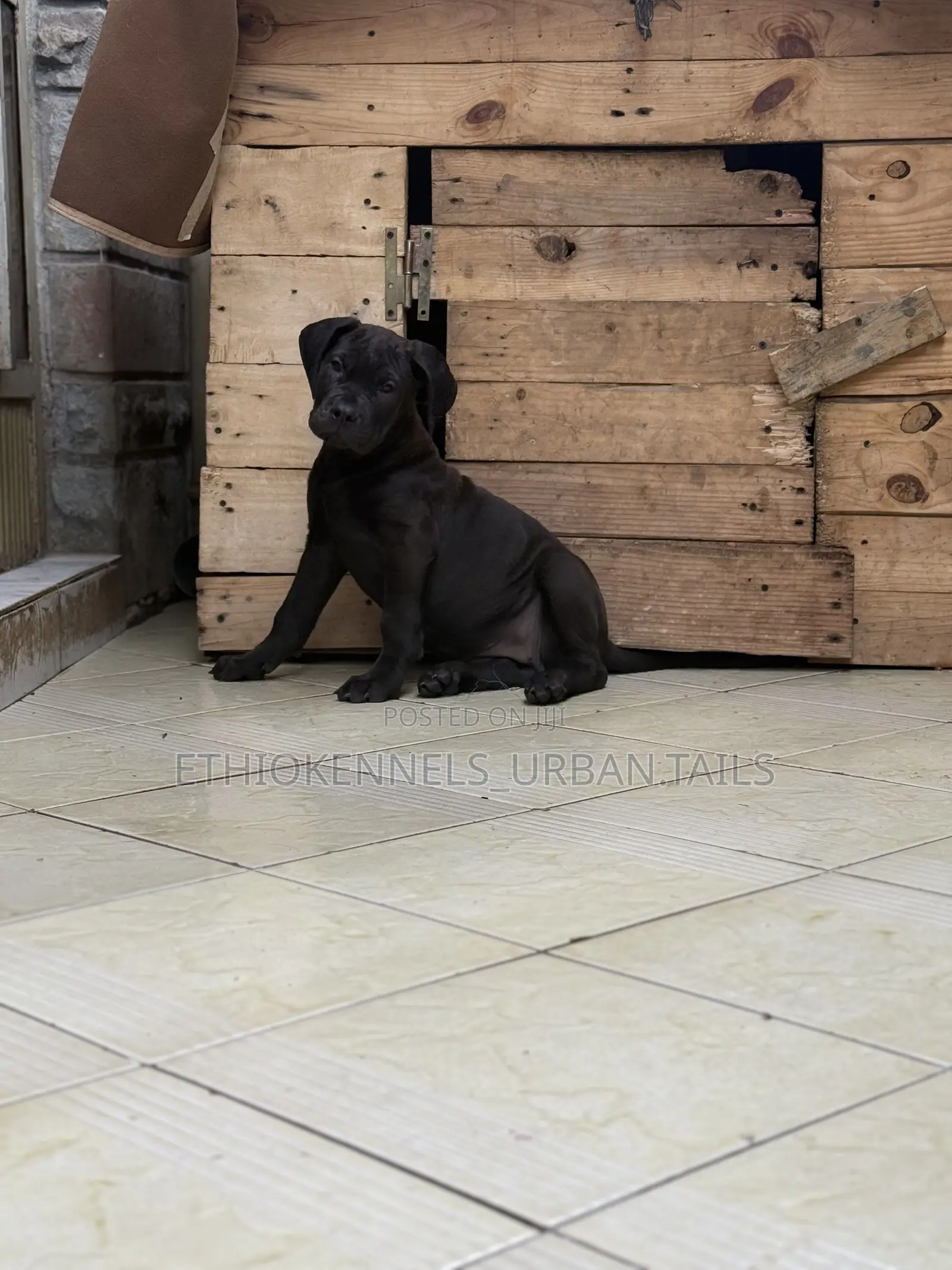 1-3 months Female Purebred Boerboel