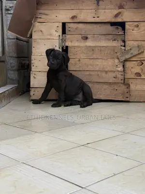 1-3 months Female Purebred Boerboel