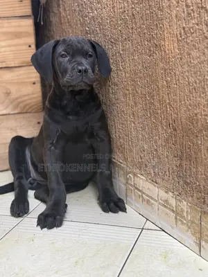 1-3 months Female Purebred Boerboel