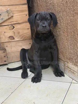 1-3 months Female Purebred Boerboel