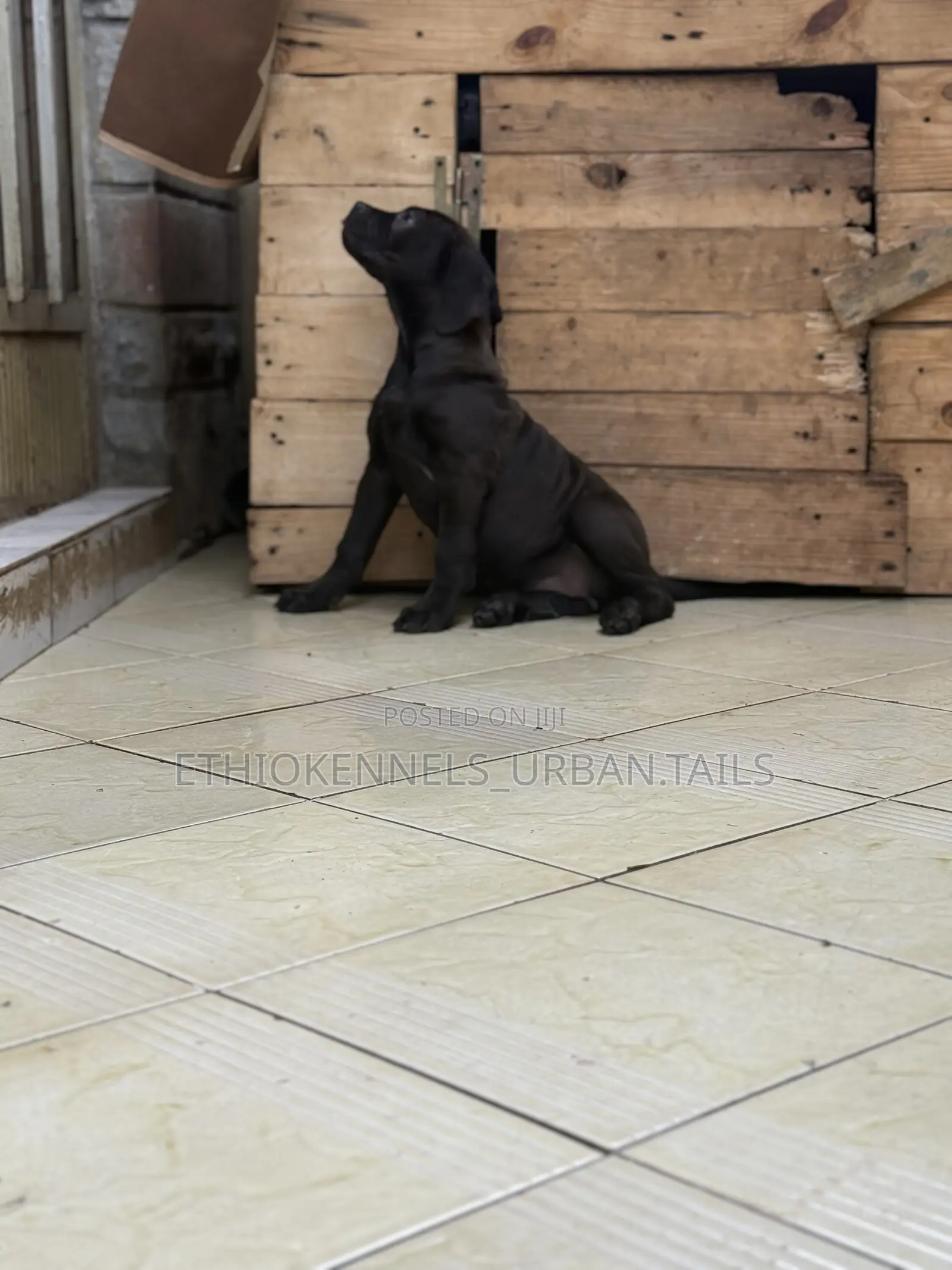 1-3 months Male Purebred Boerboel