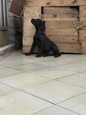 1-3 months Male Purebred Boerboel