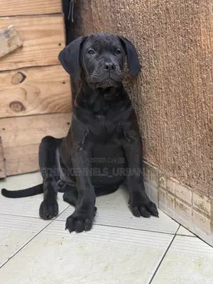 1-3 months Male Purebred Boerboel
