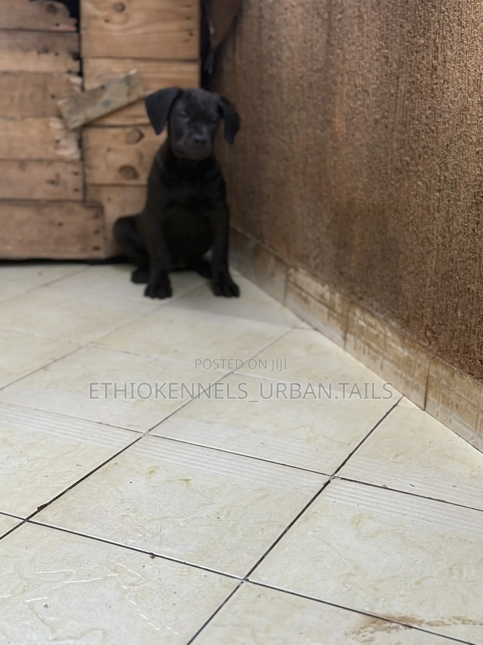 1-3 months Male Purebred Boerboel
