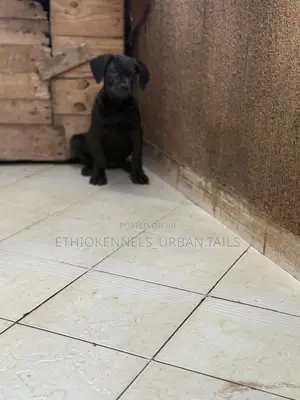 1-3 months Male Purebred Boerboel