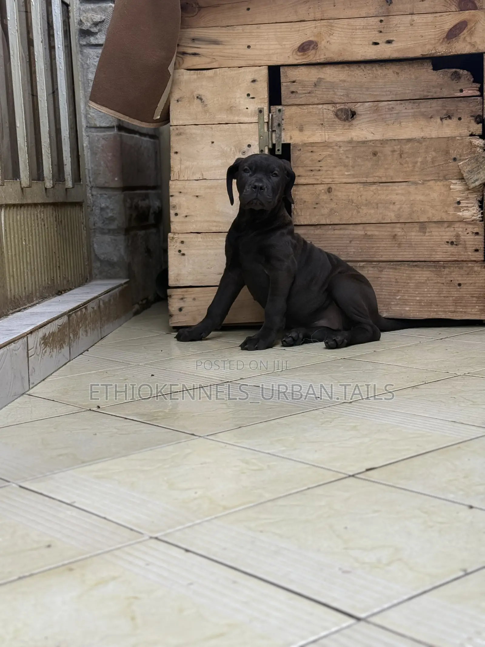 1-3 months Male Purebred Boerboel
