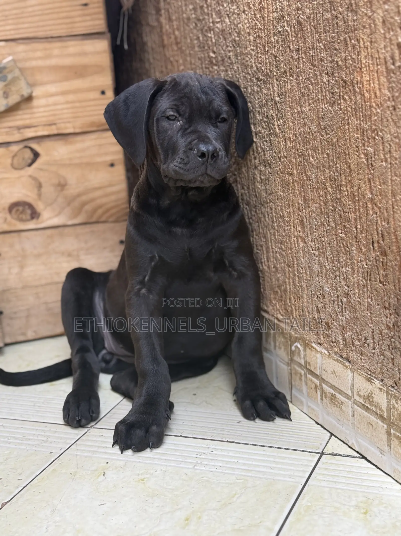 1-3 months Male Purebred Boerboel