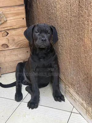 1-3 months Male Purebred Boerboel