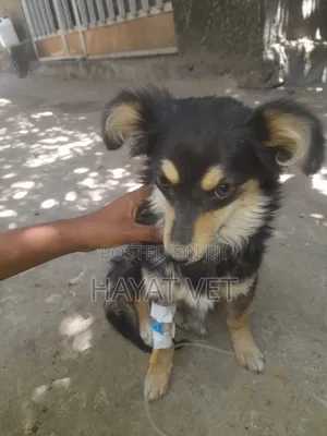 Pet Clinic