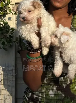 1-3 months Male Purebred Maltese