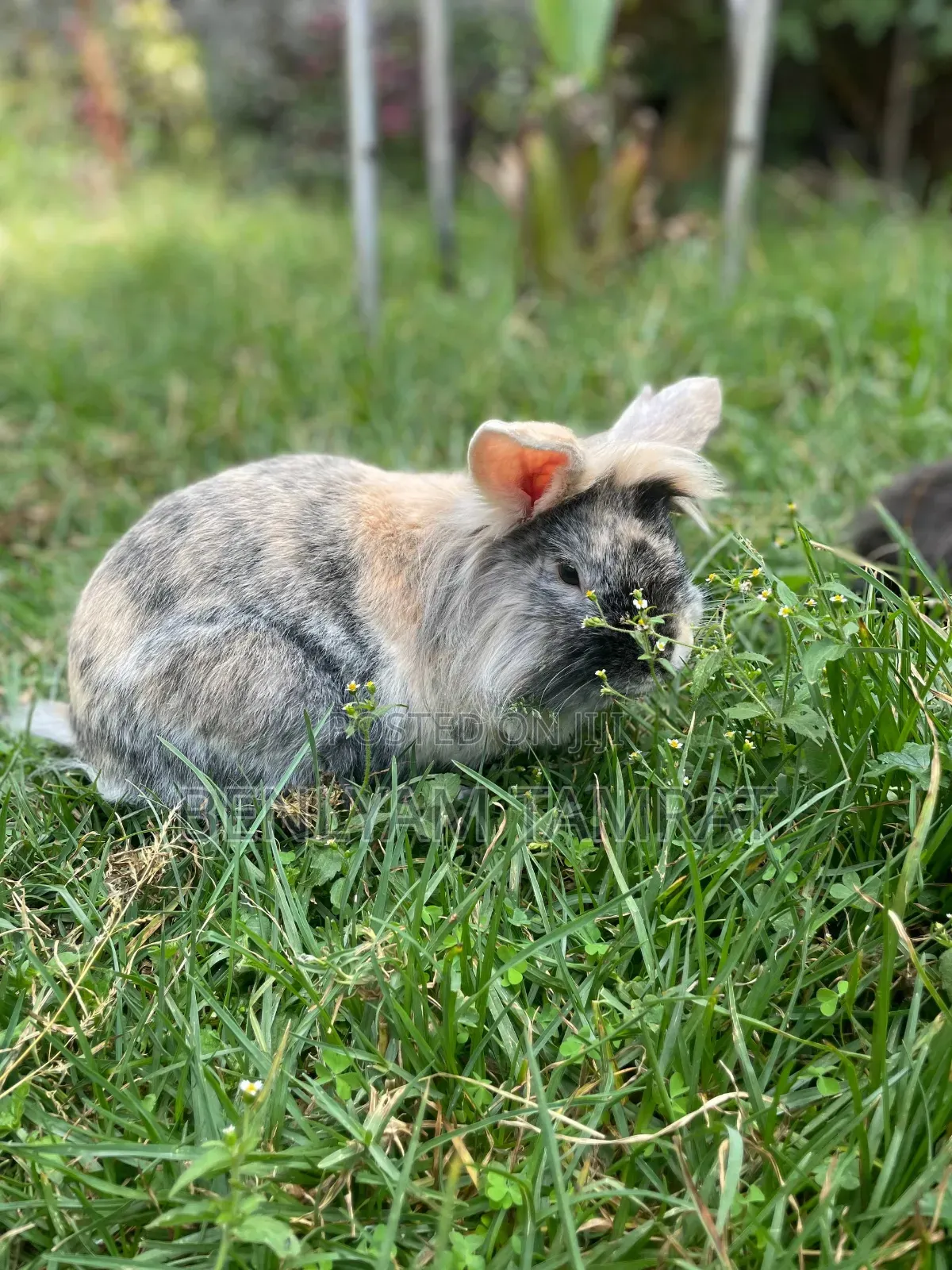 Huletum Be 3000 Rabbit for Sale