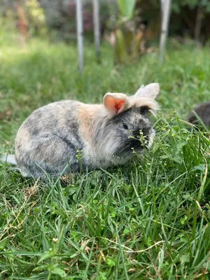 Huletum Be 3000 Rabbit for Sale
