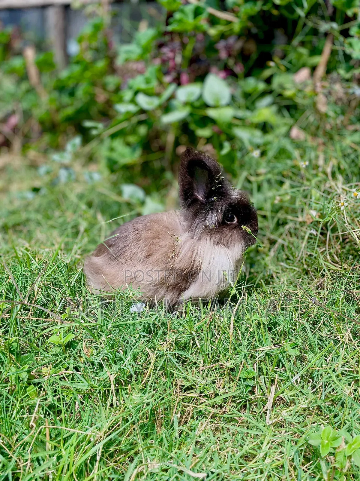 Huletum Be 3000 Rabbit for Sale