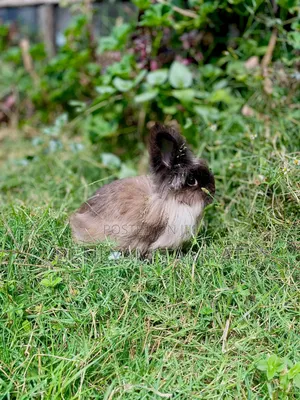 Huletum Be 3000 Rabbit for Sale