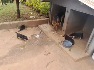 1-3 months Male Purebred German Shepherd