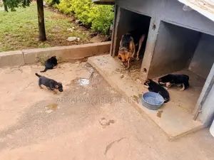 1-3 months Male Purebred German Shepherd