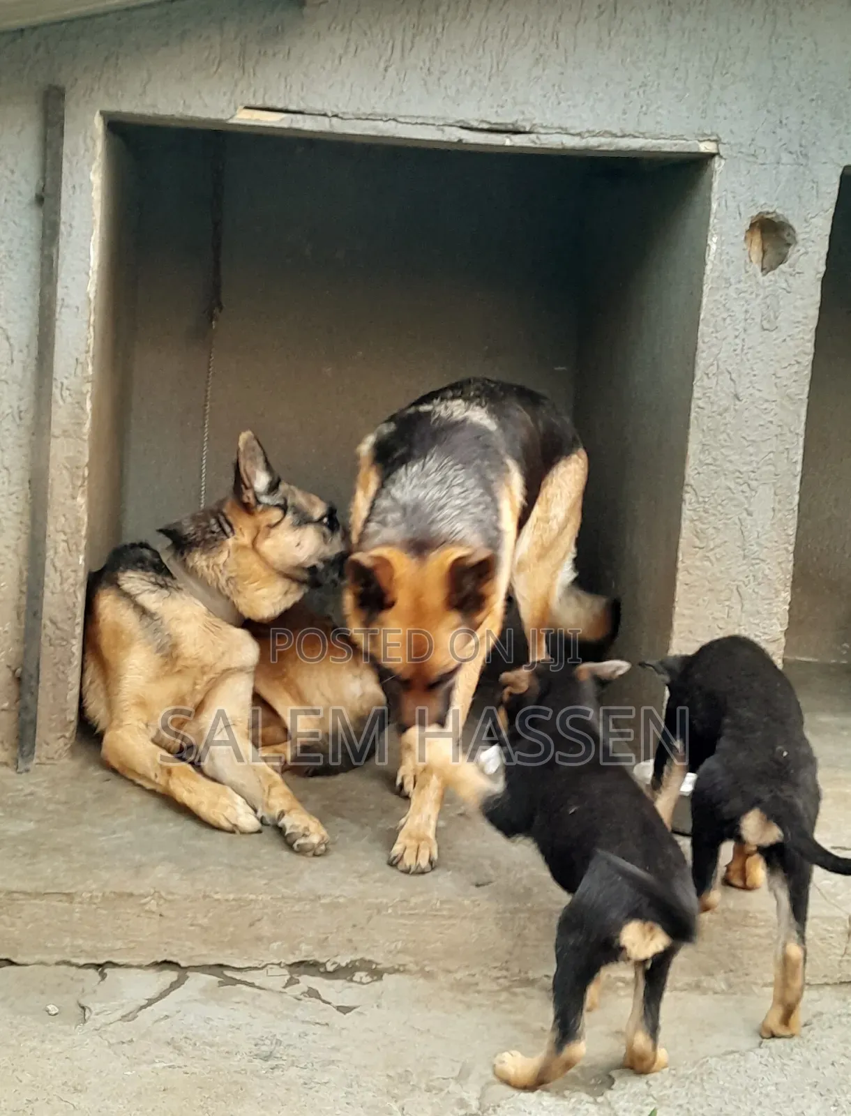 1-3 months Female Purebred German Shepherd