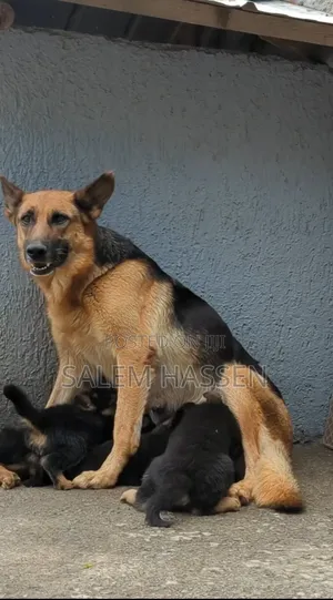 1-3 months Female Purebred German Shepherd