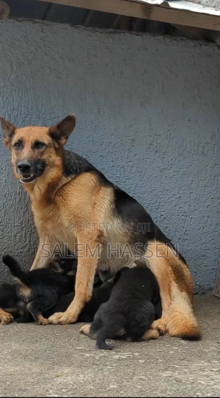 1-3 months Female Purebred German Shepherd