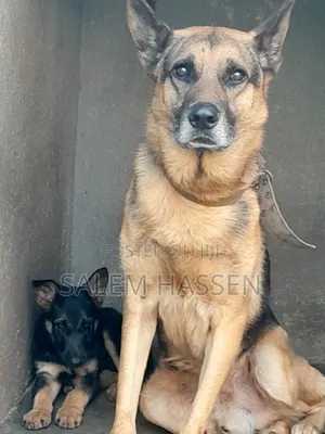 1-3 months Female Purebred German Shepherd