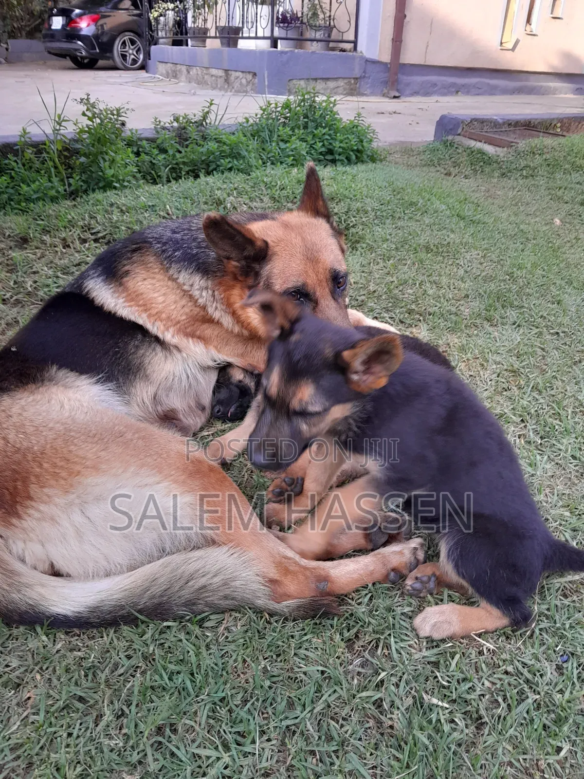 1-3 months Female Purebred German Shepherd