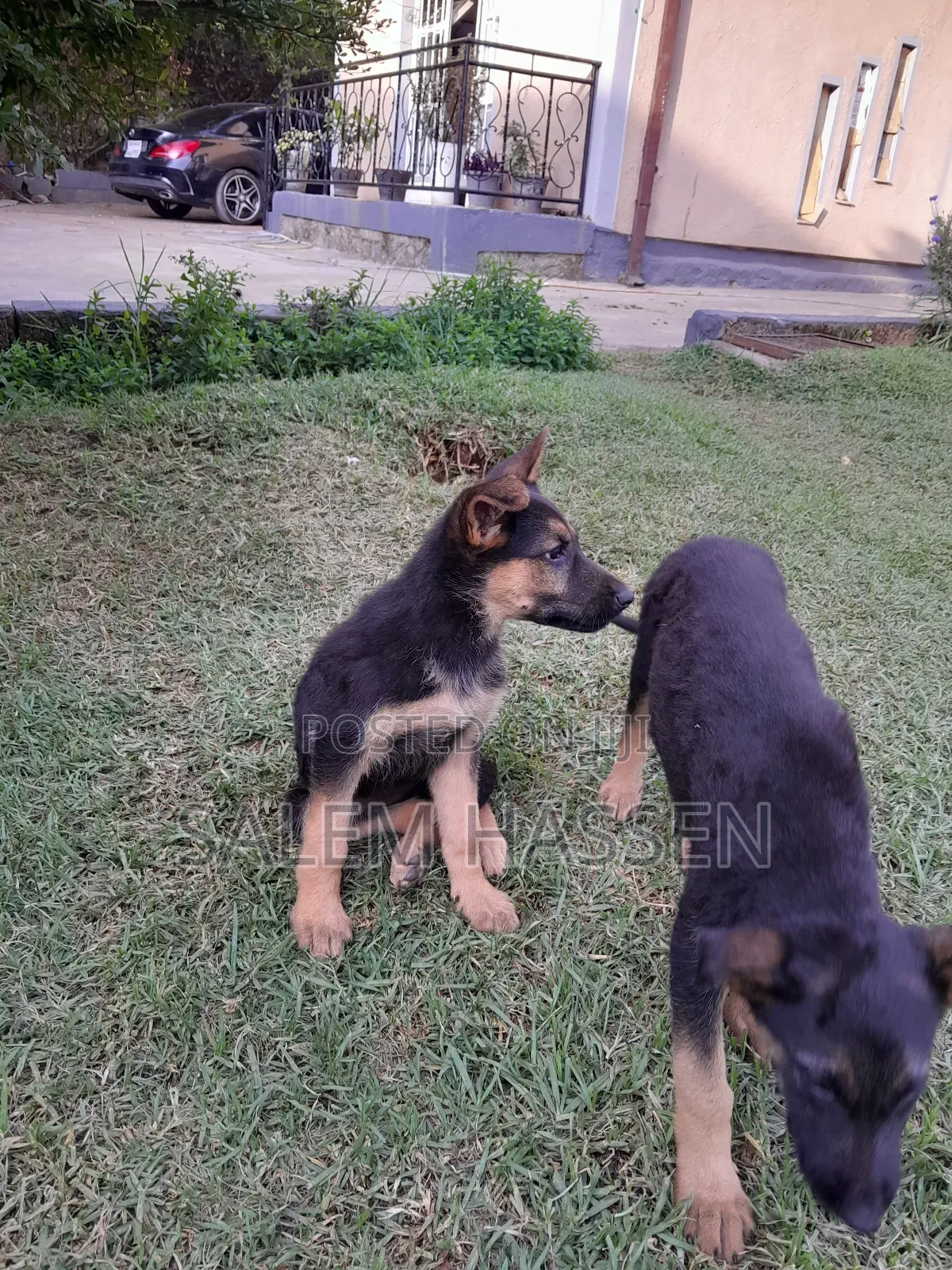 1-3 months Female Purebred German Shepherd