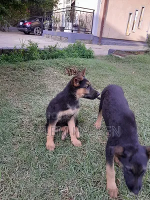 1-3 months Female Purebred German Shepherd