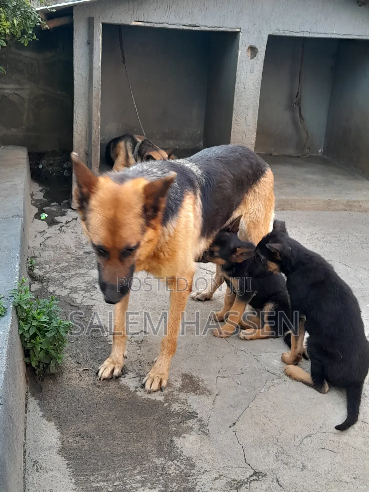 1-3 months Female Purebred German Shepherd