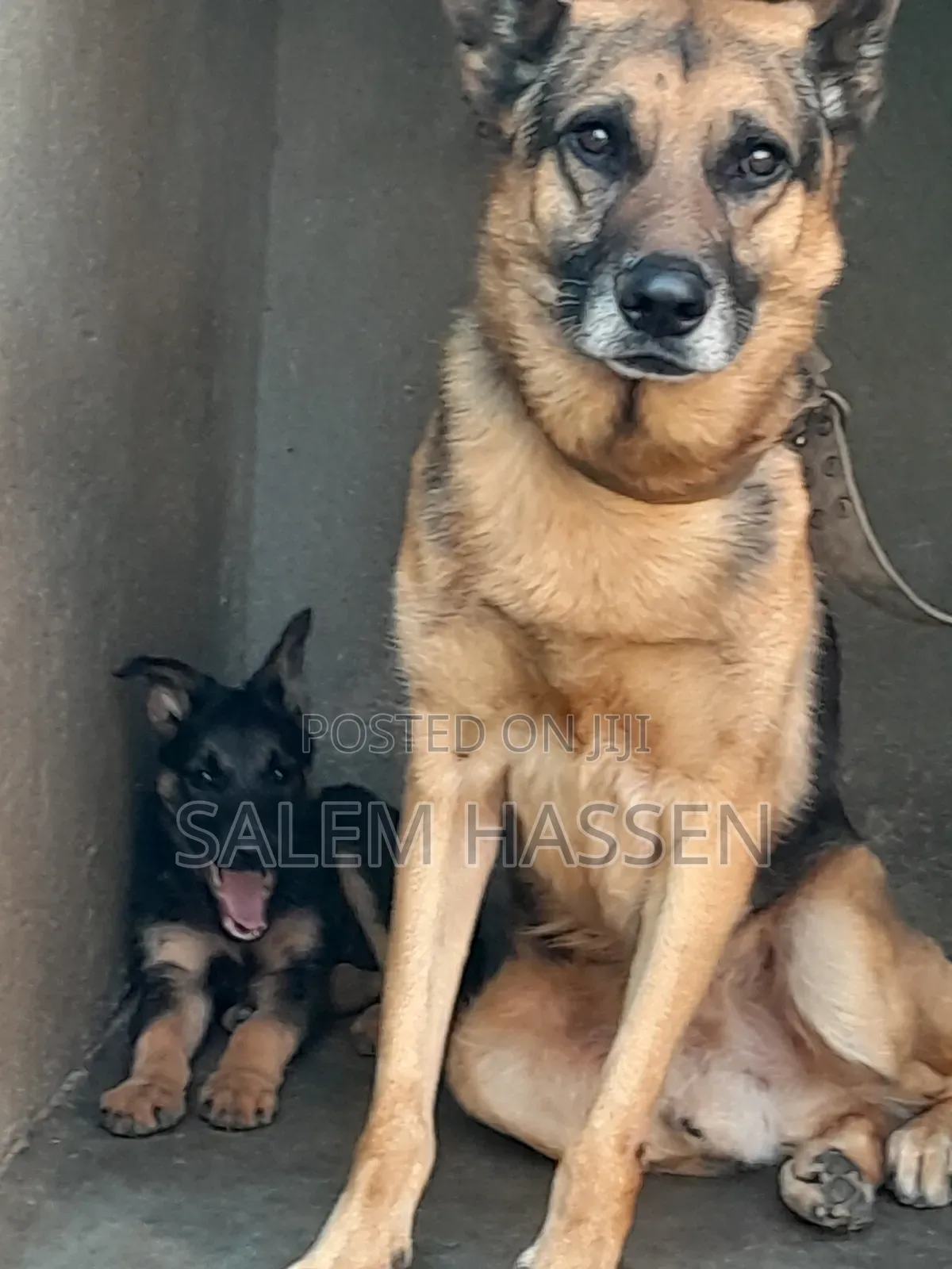 1-3 months Female Purebred German Shepherd