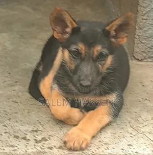 1-3 months Female Purebred German Shepherd