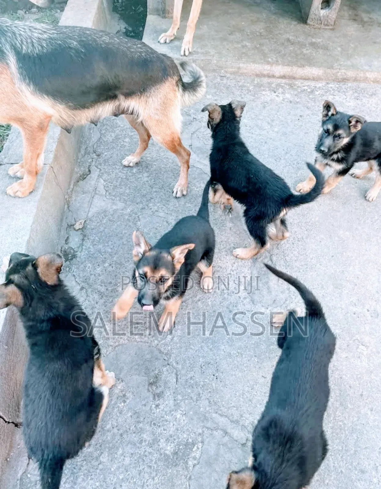 1-3 months Female Purebred German Shepherd
