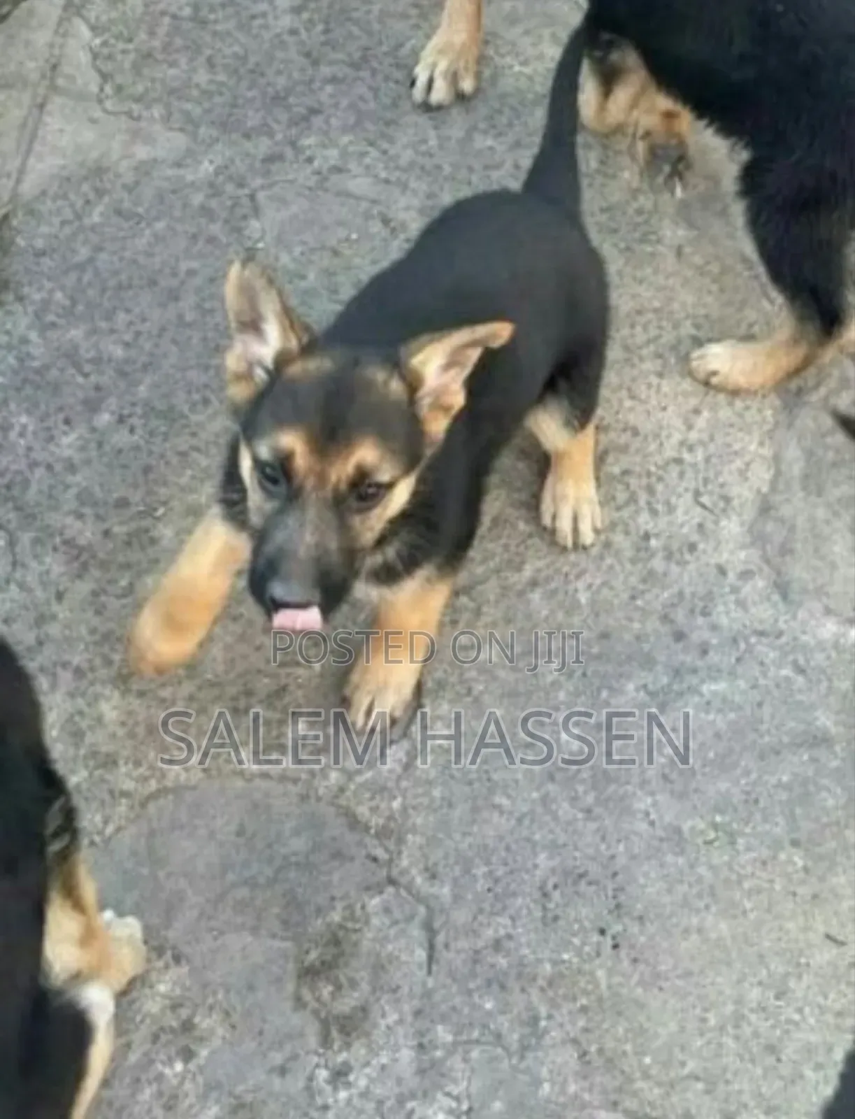 1-3 months Female Purebred German Shepherd