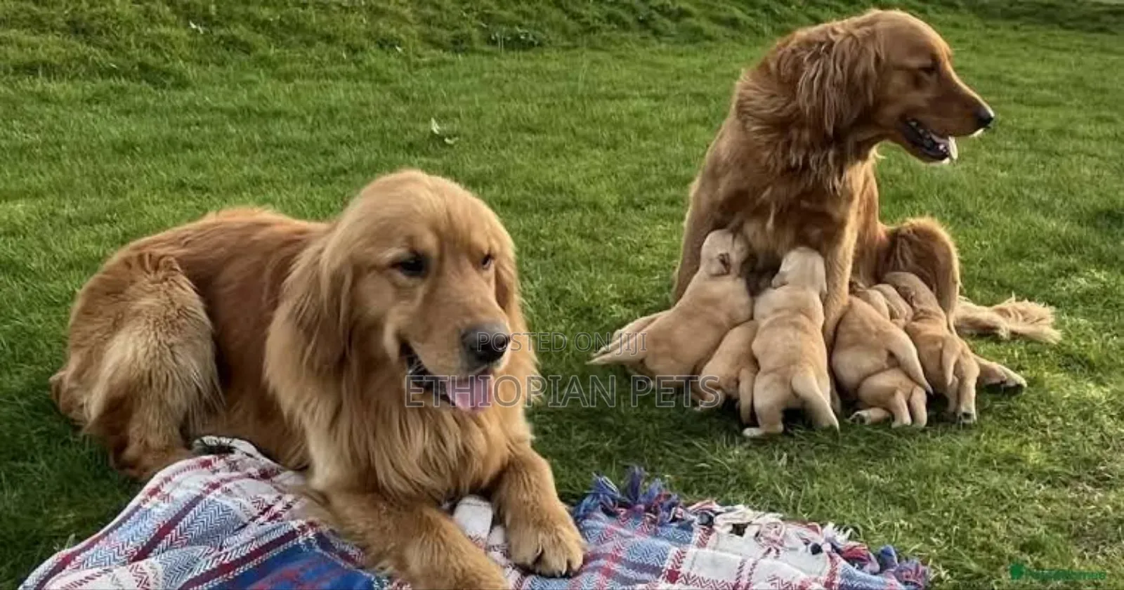 1-3 months Male Purebred Golden Retriever