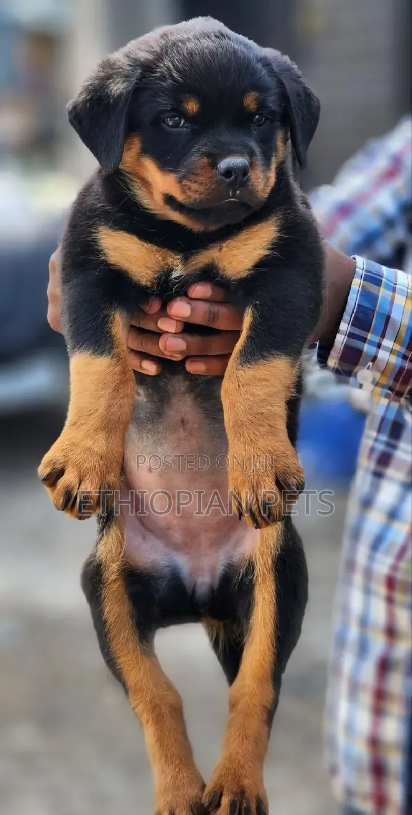 1-3 months Female Purebred Rottweiler