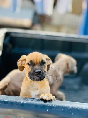 1-3 months Male Purebred Boerboel