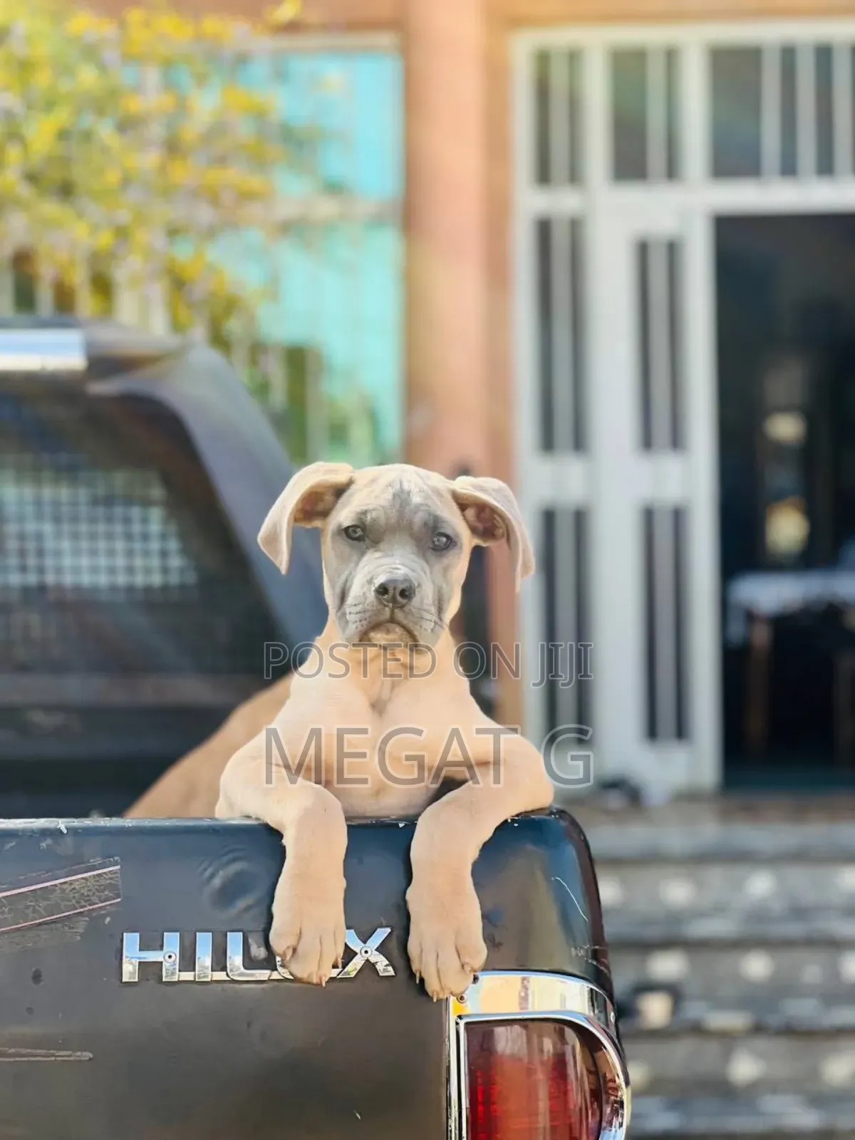 1-3 months Male Purebred Boerboel