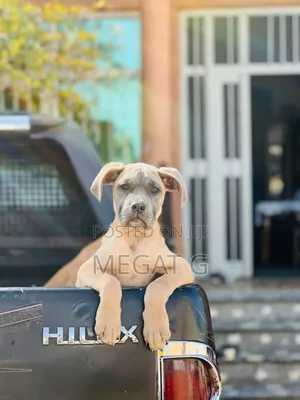 1-3 months Male Purebred Boerboel