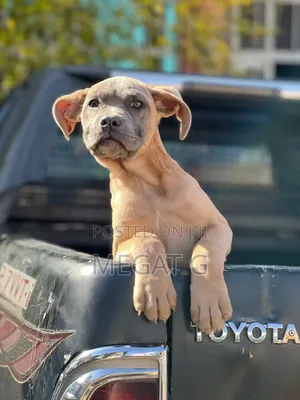 1-3 months Male Purebred Boerboel