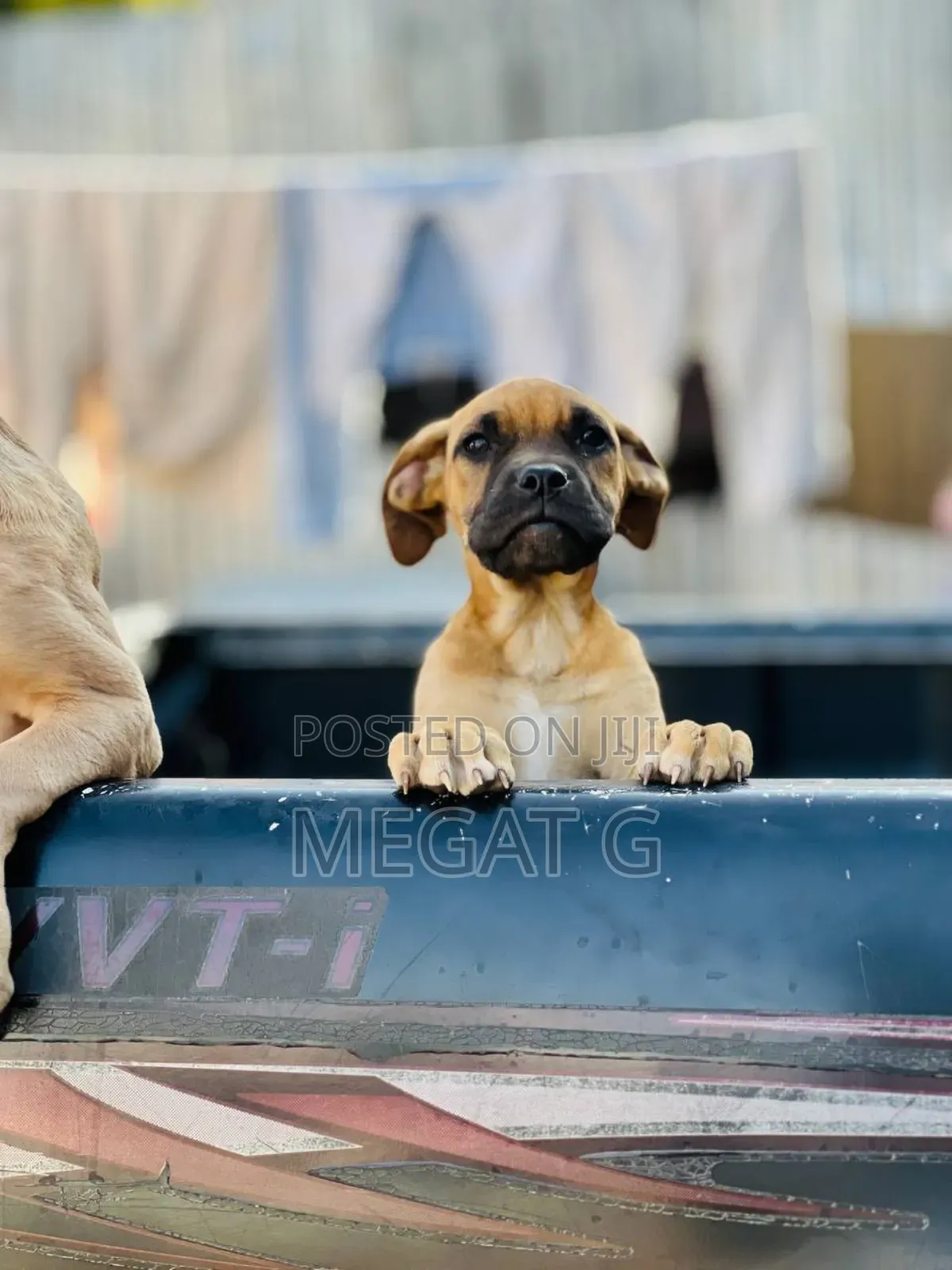 1-3 months Male Purebred Boerboel