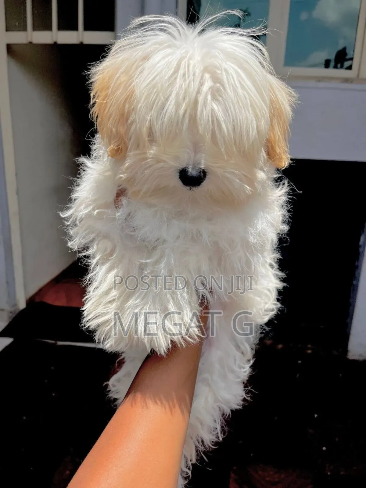 1-3 months Male Purebred Maltese