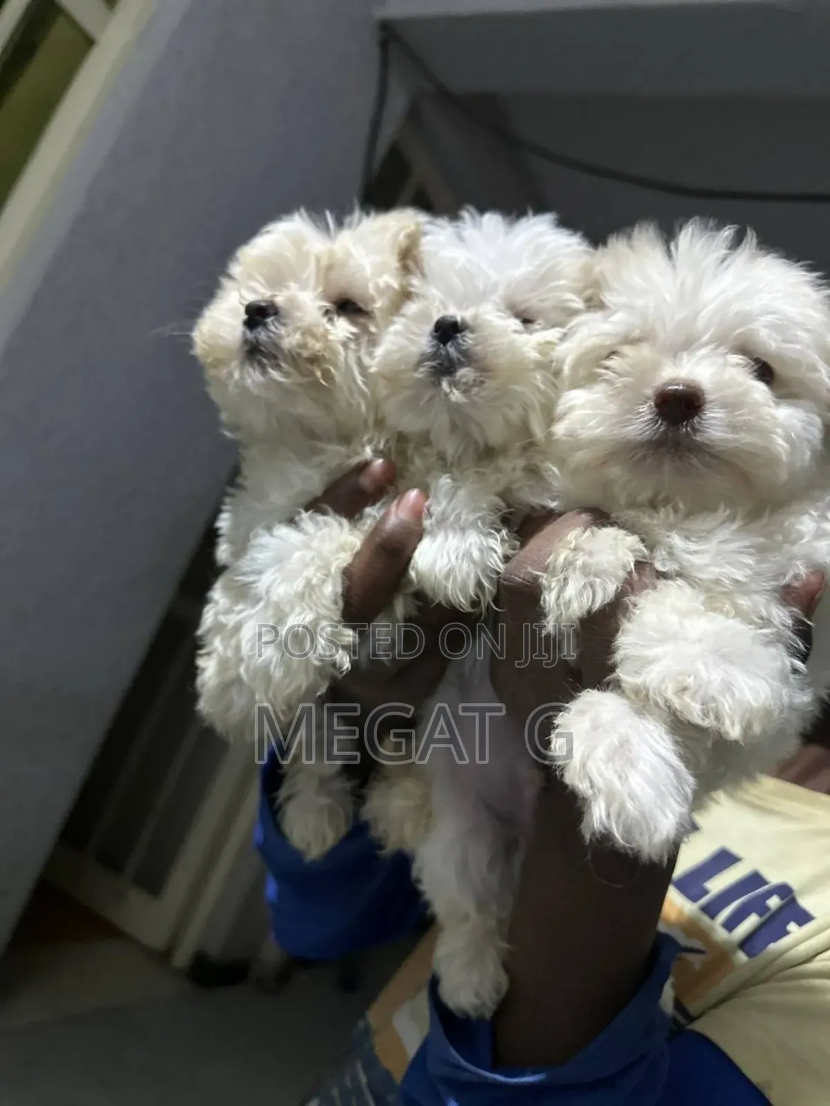 1-3 months Male Purebred Poodle