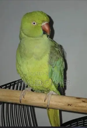 Parrot With Big Discount