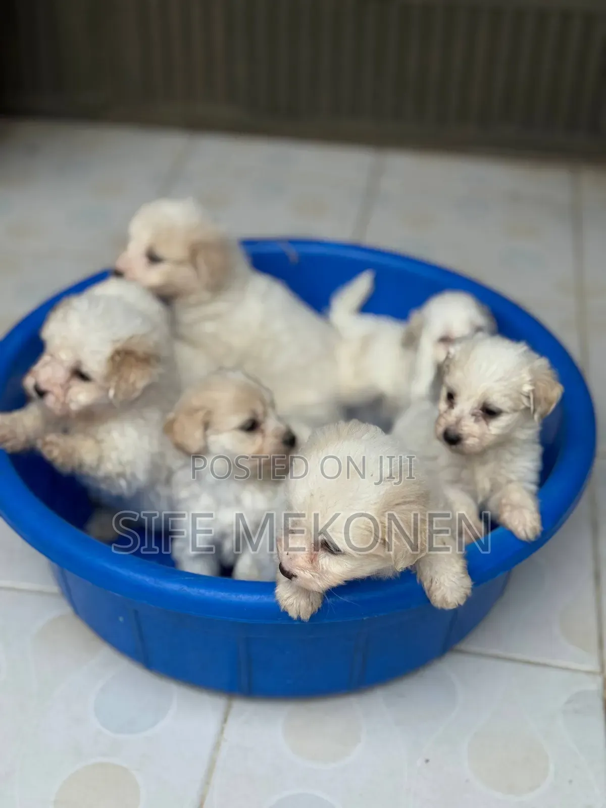 1-3 months Male Purebred Maltese
