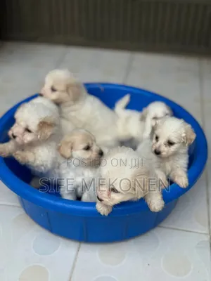 1-3 months Male Purebred Maltese